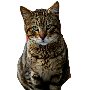 Captivating Portrait Of A Tabby Cat With Green Eyes Sitting Outdoors In İStanbul. 17003 - Cat PNG image with transparent background